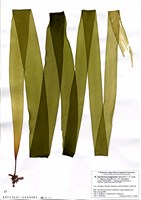 藏品(Saccharina longissima (Miyabe) C. E. Lane, C. Mayes, Druehl et G. W. Saunders)的圖片